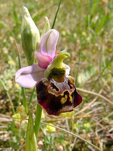 Ophrys fuciflora (Orchidaceae)  - Ophrys bourdon, Ophrys frelon - Late Spider-orchid Aisne [France] 29/05/2004 - 90m