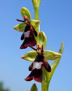 Ophrys insectifera (Orchidaceae)  - Ophrys mouche - Fly Orchid Aisne [France] 15/05/2004 - 190m