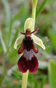 Ophrys insectifera (Orchidaceae)  - Ophrys mouche - Fly Orchid Aisne [France] 15/05/2004 - 120m