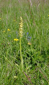 Orchis anthropophora (Orchidaceae)  - Acéras homme-pendu - Man Orchid Aisne [France] 15/05/2004 - 190m