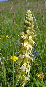 Orchis anthropophora (Orchidaceae)  - Acéras homme-pendu - Man Orchid Aisne [France] 15/05/2004 - 190m