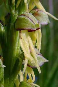 Orchis anthropophora (Orchidaceae)  - Acéras homme-pendu - Man Orchid Aisne [France] 15/05/2004 - 190m