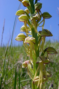 Orchis anthropophora (Orchidaceae)  - Acéras homme-pendu - Man Orchid Aisne [France] 16/05/2004 - 90m