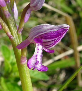 Orchis militaris (Orchidaceae)  - Orchis militaire, Casque militaire, Orchis casqué - Military Orchid Aisne [France] 15/05/2004 - 170m