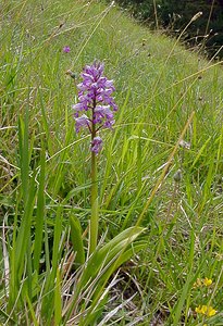 Orchis militaris (Orchidaceae)  - Orchis militaire, Casque militaire, Orchis casqué - Military Orchid Seine-Maritime [France] 22/05/2004 - 90m