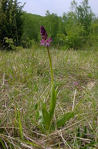 Orchis purpurea (Orchidaceae)  - Orchis pourpre, Grivollée, Orchis casque, Orchis brun - Lady Orchid Aisne [France] 15/05/2004 - 120m