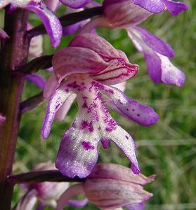 Orchis purpurea (Orchidaceae)  - Orchis pourpre, Grivollée, Orchis casque, Orchis brun - Lady Orchid Aisne [France] 15/05/2004 - 120m