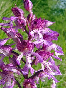 Orchis x hybrida (Orchidaceae)  - Orchis hybrideOrchis militaris x Orchis purpurea. Aisne [France] 15/05/2004 - 140m