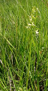 Platanthera x hybrida (Orchidaceae)  - Platanthère hybridePlatanthera bifolia x Platanthera chlorantha. Aisne [France] 29/05/2004 - 120m