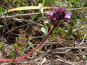 Thymus praecox (Lamiaceae)  - Thym précoce, Serpolet couché, Serpolet précoce, Thym couché Aisne [France] 29/05/2004 - 120m