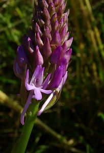 Anacamptis pyramidalis (Orchidaceae)  - Orchis pyramidal - Pyramidal Orchid Nord [France] 12/06/2004