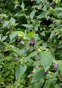 Atropa bella-donna (Solanaceae)  - Belladone, Bouton-noir, Atrope belladone - Deadly Nightshade Hal-Vilvorde [Belgique] 19/06/2004 - 20m