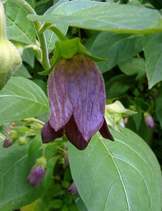 Atropa bella-donna (Solanaceae)  - Belladone, Bouton-noir, Atrope belladone - Deadly Nightshade Hal-Vilvorde [Belgique] 19/06/2004 - 20m