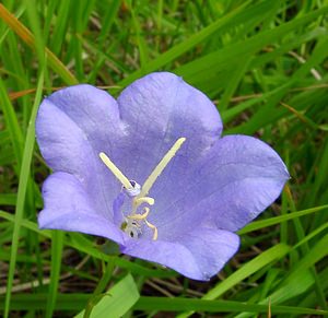 Campanula persicifolia (Campanulaceae)  - Campanule à feuilles de pêcher, Bâton-de-Jacob - Peach-leaved Bellflower Aisne [France] 27/06/2004 - 140m