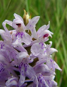 Dactylorhiza fuchsii (Orchidaceae)  - Dactylorhize de Fuchs, Orchis de Fuchs, Orchis tacheté des bois, Orchis de Meyer, Orchis des bois - Common Spotted-orchid Nord [France] 12/06/2004