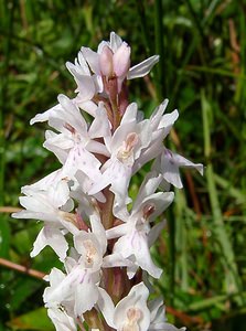 Dactylorhiza fuchsii (Orchidaceae)  - Dactylorhize de Fuchs, Orchis de Fuchs, Orchis tacheté des bois, Orchis de Meyer, Orchis des bois - Common Spotted-orchid Hal-Vilvorde [Belgique] 19/06/2004 - 20m