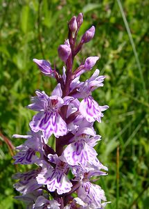 Dactylorhiza fuchsii (Orchidaceae)  - Dactylorhize de Fuchs, Orchis de Fuchs, Orchis tacheté des bois, Orchis de Meyer, Orchis des bois - Common Spotted-orchid Hal-Vilvorde [Belgique] 19/06/2004 - 20m