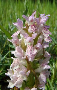 Dactylorhiza incarnata (Orchidaceae)  - Dactylorhize incarnat, Orchis incarnat, Orchis couleur de chair - Early Marsh-orchid Nord [France] 12/06/2004 - 10m