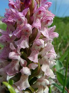 Dactylorhiza incarnata (Orchidaceae)  - Dactylorhize incarnat, Orchis incarnat, Orchis couleur de chair - Early Marsh-orchid Nord [France] 12/06/2004