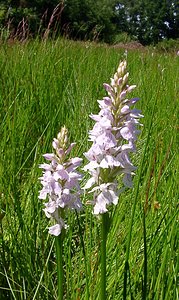 Dactylorhiza maculata (Orchidaceae)  - Dactylorhize maculé, Orchis tacheté, Orchis maculé - Heath Spotted-orchid Louvain [Belgique] 19/06/2004 - 10m