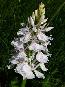 Dactylorhiza maculata (Orchidaceae)  - Dactylorhize maculé, Orchis tacheté, Orchis maculé - Heath Spotted-orchid Louvain [Belgique] 19/06/2004 - 10m