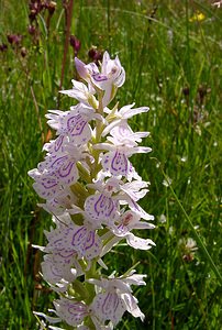 Dactylorhiza maculata (Orchidaceae)  - Dactylorhize maculé, Orchis tacheté, Orchis maculé - Heath Spotted-orchid Louvain [Belgique] 19/06/2004 - 10m