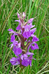 Dactylorhiza traunsteineri (Orchidaceae)  - Dactylorhize de Traunsteiner, Orchis de Traunsteiner - Narrow-leaved Marsh-orchid Aisne [France] 27/06/2004 - 80m