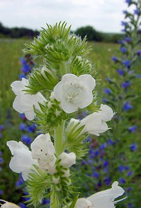 Echium vulgare (Boraginaceae)  - Vipérine commune, Vipérine vulgaire - Viper's Bugloss Aisne [France] 13/06/2004 - 110m