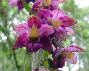 Epipactis atrorubens (Orchidaceae)  - Épipactide rouge sombre, Épipactis rouge sombre, Épipactis brun rouge, Épipactis pourpre noirâtre, Helléborine rouge - Dark-red Helleborine Aisne [France] 27/06/2004 - 180m