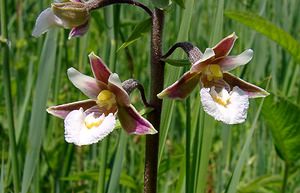 Epipactis palustris (Orchidaceae)  - Épipactis des marais - Marsh Helleborine Hal-Vilvorde [Belgique] 19/06/2004 - 20m