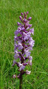 Gymnadenia conopsea (Orchidaceae)  - Gymnadénie moucheron, Orchis moucheron, Orchis moustique - Fragrant Orchid Aisne [France] 27/06/2004 - 180m