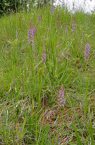 Gymnadenia odoratissima (Orchidaceae)  - Gymnadénie très odorante, Orchis très odorant, Gymnadénie odorante, Orchis odorant Aisne [France] 27/06/2004 - 180m