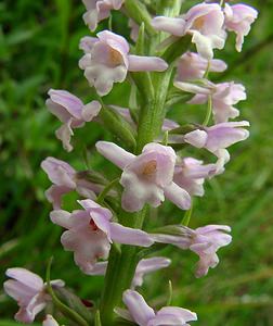 Gymnadenia odoratissima (Orchidaceae)  - Gymnadénie très odorante, Orchis très odorant, Gymnadénie odorante, Orchis odorant Aisne [France] 27/06/2004 - 180m