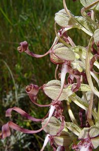 Himantoglossum hircinum (Orchidaceae)  - Himantoglosse bouc, Orchis bouc, Himantoglosse à odeur de bouc - Lizard Orchid Nord [France] 12/06/2004