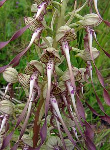 Himantoglossum hircinum (Orchidaceae)  - Himantoglosse bouc, Orchis bouc, Himantoglosse à odeur de bouc - Lizard Orchid Aisne [France] 13/06/2004 - 110m