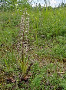 Himantoglossum hircinum (Orchidaceae)  - Himantoglosse bouc, Orchis bouc, Himantoglosse à odeur de bouc - Lizard Orchid Aisne [France] 13/06/2004 - 110m