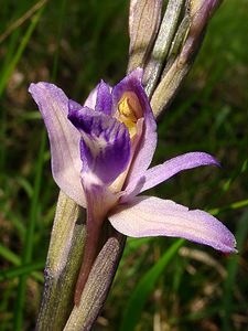 Limodorum abortivum (Orchidaceae)  - Limodore avorté, Limodore sans feuille, Limodore à feuilles avortées Aisne [France] 13/06/2004 - 140m