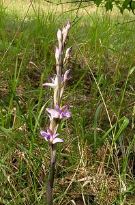 Limodorum abortivum (Orchidaceae)  - Limodore avorté, Limodore sans feuille, Limodore à feuilles avortées Aisne [France] 13/06/2004 - 140m