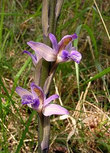 Limodorum abortivum (Orchidaceae)  - Limodore avorté, Limodore sans feuille, Limodore à feuilles avortées Aisne [France] 13/06/2004 - 140m