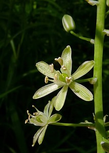 Loncomelos pyrenaicus (Asparagaceae)  - Ornithogale des Pyrénées, Aspergette - Spiked Star-of-Bethlehem Aisne [France] 13/06/2004 - 60m
