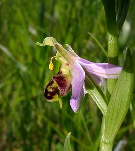 Ophrys apifera (Orchidaceae)  - Ophrys abeille - Bee Orchid Nord [France] 12/06/2004