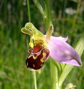 Ophrys apifera (Orchidaceae)  - Ophrys abeille - Bee Orchid Nord [France] 12/06/2004