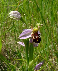 Ophrys apifera (Orchidaceae)  - Ophrys abeille - Bee Orchid Nord [France] 12/06/2004