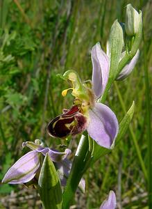 Ophrys apifera (Orchidaceae)  - Ophrys abeille - Bee Orchid Nord [France] 12/06/2004