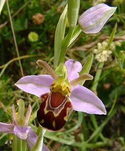 Ophrys apifera (Orchidaceae)  - Ophrys abeille - Bee Orchid Nord [France] 12/06/2004
