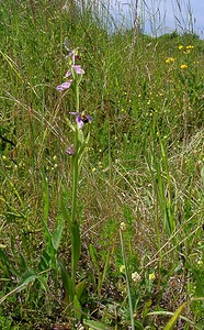 Ophrys apifera (Orchidaceae)  - Ophrys abeille - Bee Orchid Nord [France] 12/06/2004