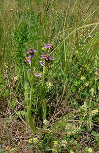 Ophrys apifera (Orchidaceae)  - Ophrys abeille - Bee Orchid Nord [France] 12/06/2004