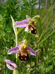 Ophrys apifera (Orchidaceae)  - Ophrys abeille - Bee Orchid Nord [France] 12/06/2004