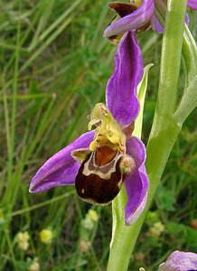 Ophrys apifera (Orchidaceae)  - Ophrys abeille - Bee Orchid Nord [France] 12/06/2004