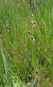 Ophrys apifera (Orchidaceae)  - Ophrys abeille - Bee Orchid Pas-de-Calais [France] 12/06/2004